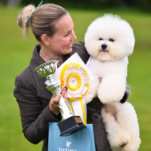 Champion Bichon Frise male Tauro Kennel stud