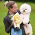 Champion Bichon Frise male Tauro Kennel stud