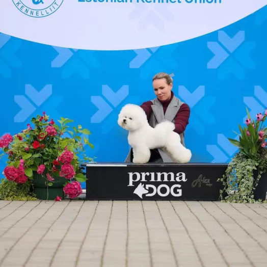 Champion Bichon Frise male Tauro Kennel stud