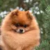 Champion pomeranian male Tauro Kennel