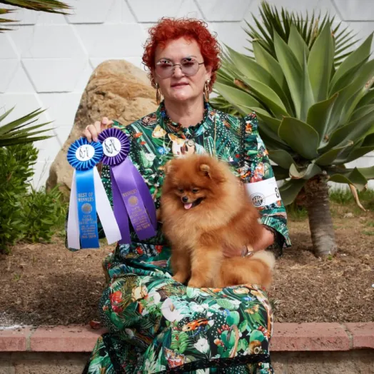USA Champion pomeranian male Tauro Kennel