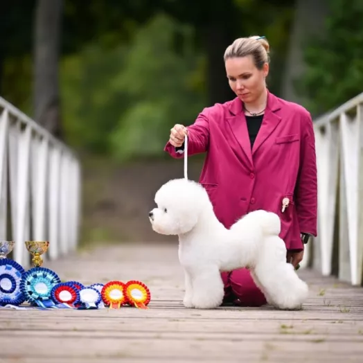 Champion Bichon Frise male Tauro Kennel stud