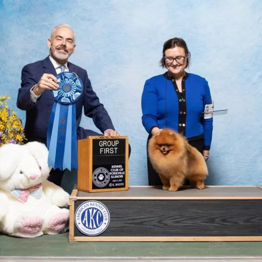 number one Pomeranian in USA 2026 Tauro Kennel
