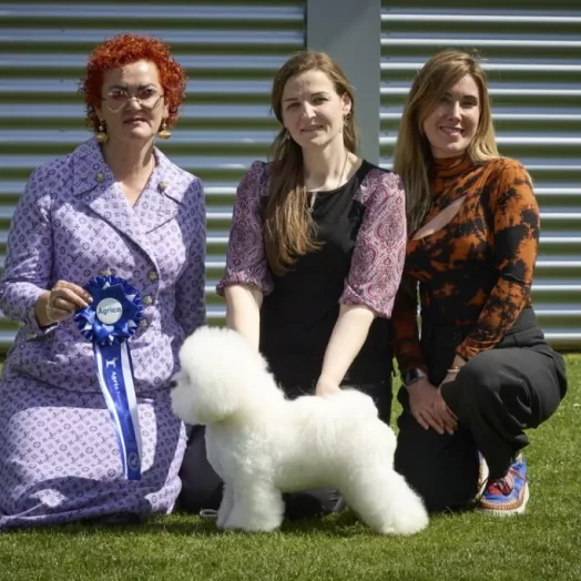 Champion Bichon Frise female Tauro Kennel 