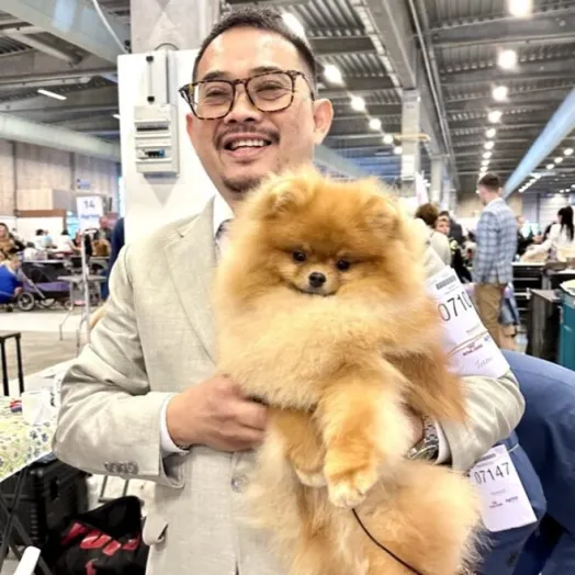Champion pomeranian male Tauro Kennel