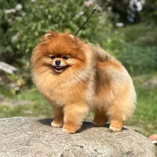 Champion pomeranian male Tauro Kennel