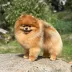 Champion pomeranian male Tauro Kennel