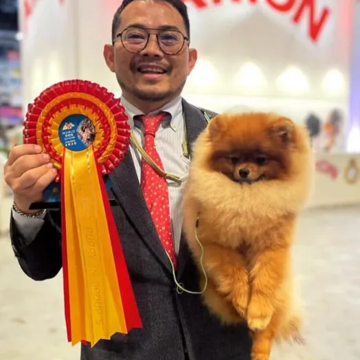 USA Champion pomeranian male Tauro Kennel