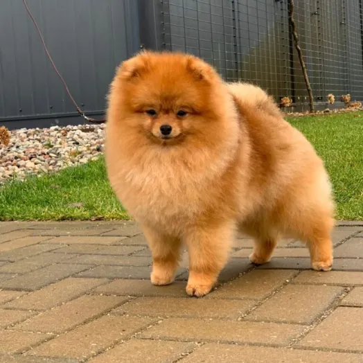 Champion pomeranian male Tauro Kennel