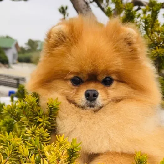 Champion pomeranian male Tauro Kennel
