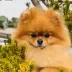 Champion pomeranian male Tauro Kennel