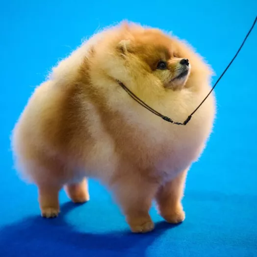 Legendary champion pomeranian male Tauro Kennel