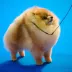 Legendary champion pomeranian male Tauro Kennel