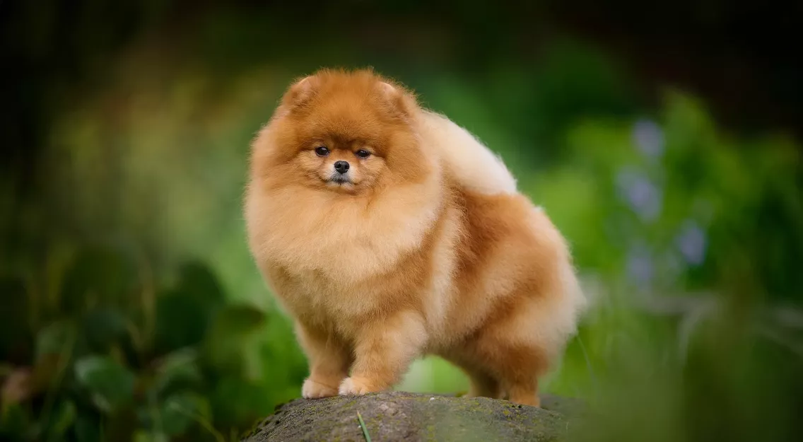 Champion pomeranian female - Tauro Kennel
