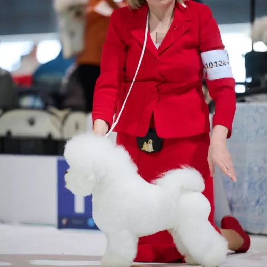 World Winner 2025 Bichon Frise Tauro Kennel