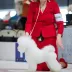 World Winner 2025 Bichon Frise Tauro Kennel