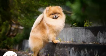 Pomeranian Spitz - Tauro Kennel