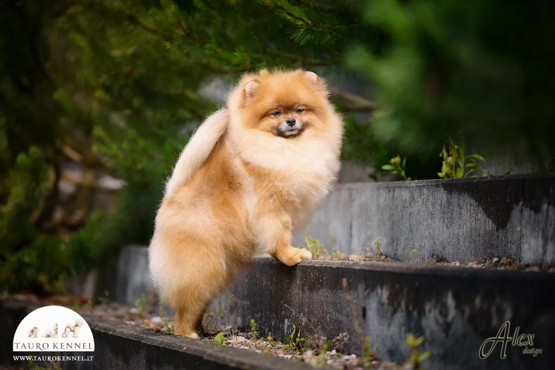 Pomeranian Spitz - Tauro Kennel