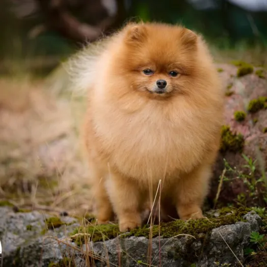 Champion pomeranian male Tauro Kennel
