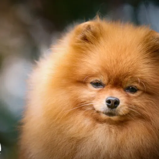 Champion pomeranian male Tauro Kennel