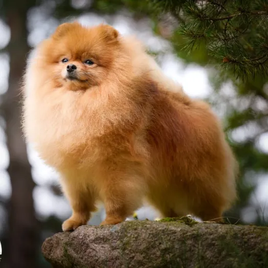 Champion pomeranian male Tauro Kennel