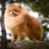 Champion pomeranian male Tauro Kennel