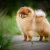 Champion pomeranian male Tauro Kennel
