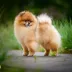 Champion pomeranian male Tauro Kennel
