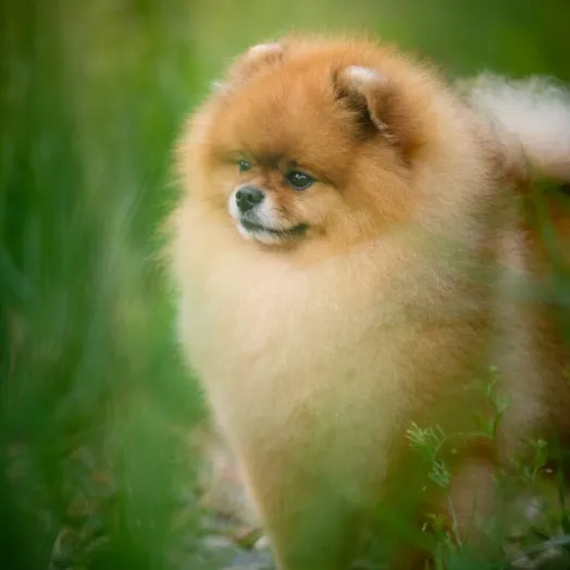 Champion pomeranian male Tauro Kennel