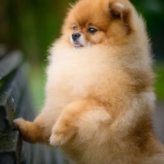 Champion pomeranian male Tauro Kennel