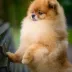 Champion pomeranian male Tauro Kennel