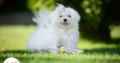 Maltese puppy Tauro Kennel