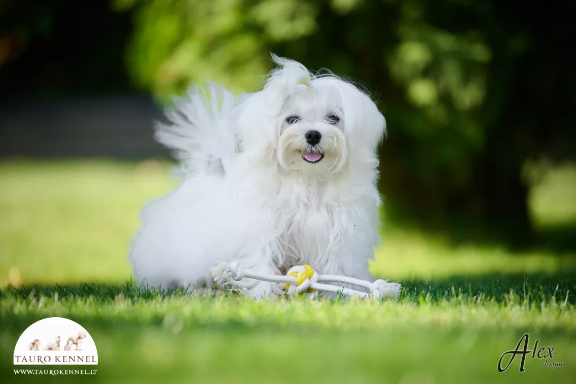 Maltese puppy Tauro Kennel