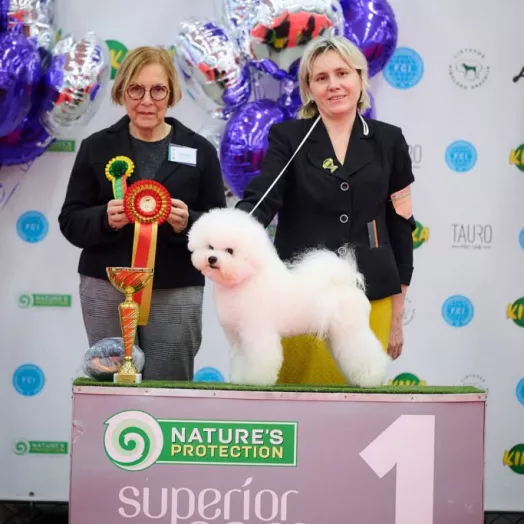 European winner 2026 Bichon Frise Tauro Kennel