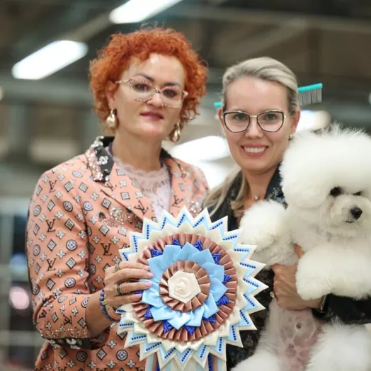 European winner 2026 Bichon Frise Tauro Kennel