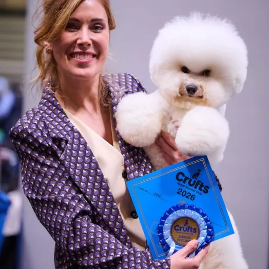 Champion Bichon Frise male Tauro Kennel stud