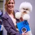 Champion Bichon Frise male Tauro Kennel stud