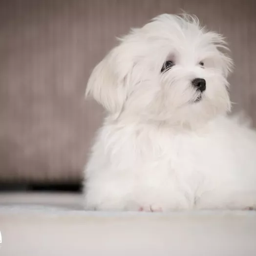maltese puppy