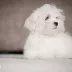 maltese puppy