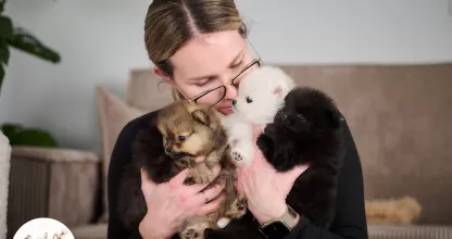 Pomeranian puppies Tauro Kennel