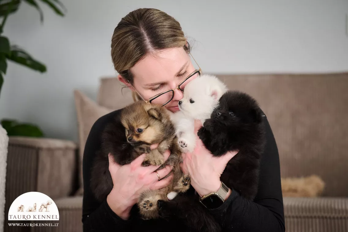 Pomeranian puppies Tauro Kennel