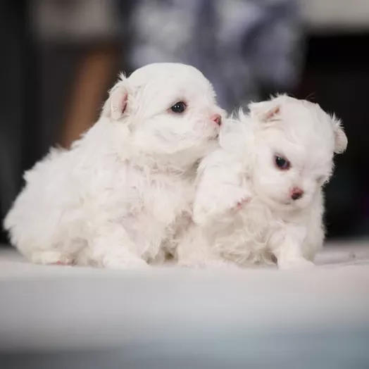 maltese puppies