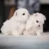 maltese puppies
