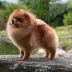 Champion pomeranian male Tauro Kennel