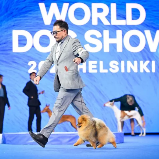 3 times world winner pomeranian Tauro Kennel