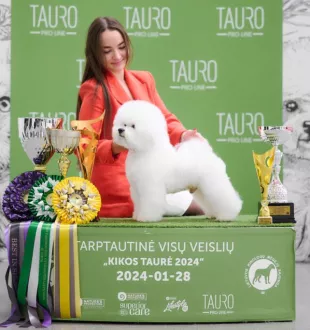 Champion Bichon Frise male Tauro Kennel