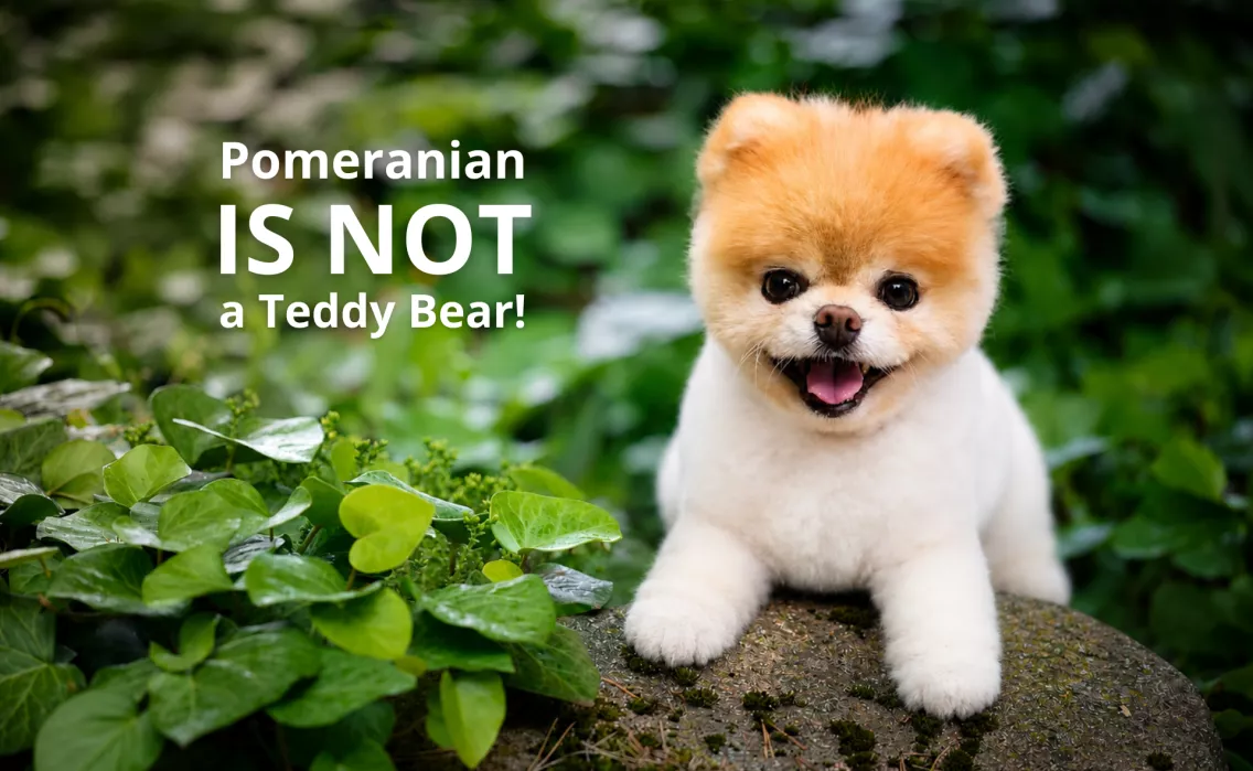 boo pomeranian haircut