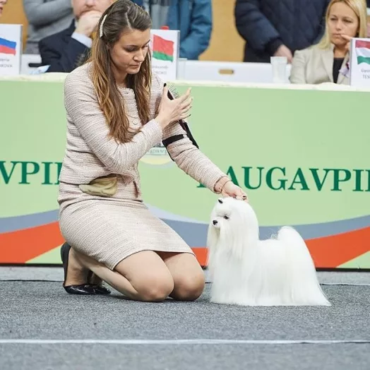 Champion Maltese Bichon male Tauro Kennel
