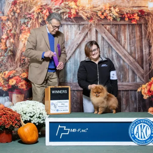 Champion pomeranian Female Tauro Kennel