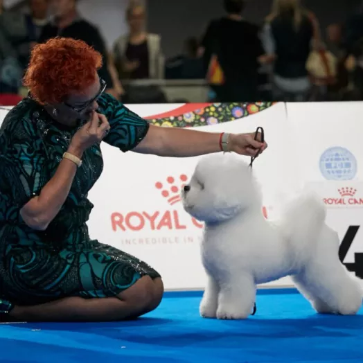Legendary Bichon Frise - most titles Bichon Frise Tauro Kennel 